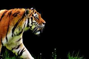 acrylic-print-imposing-tiger