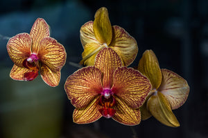 acrylic-print-orchidaceae