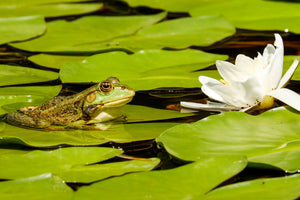 framedposter-print-the-frog-and-the-water-lily