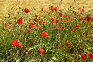 3-piece-canvas-print-the-poppy-in-the-wind