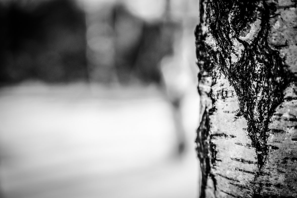 3-piece-canvas-print-birch-trunk