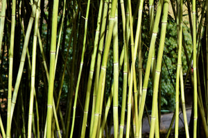 3-piece-canvas-print-fresh-bamboo