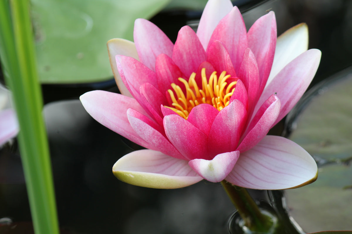 framedposter-print-the-water-lily-in-pink