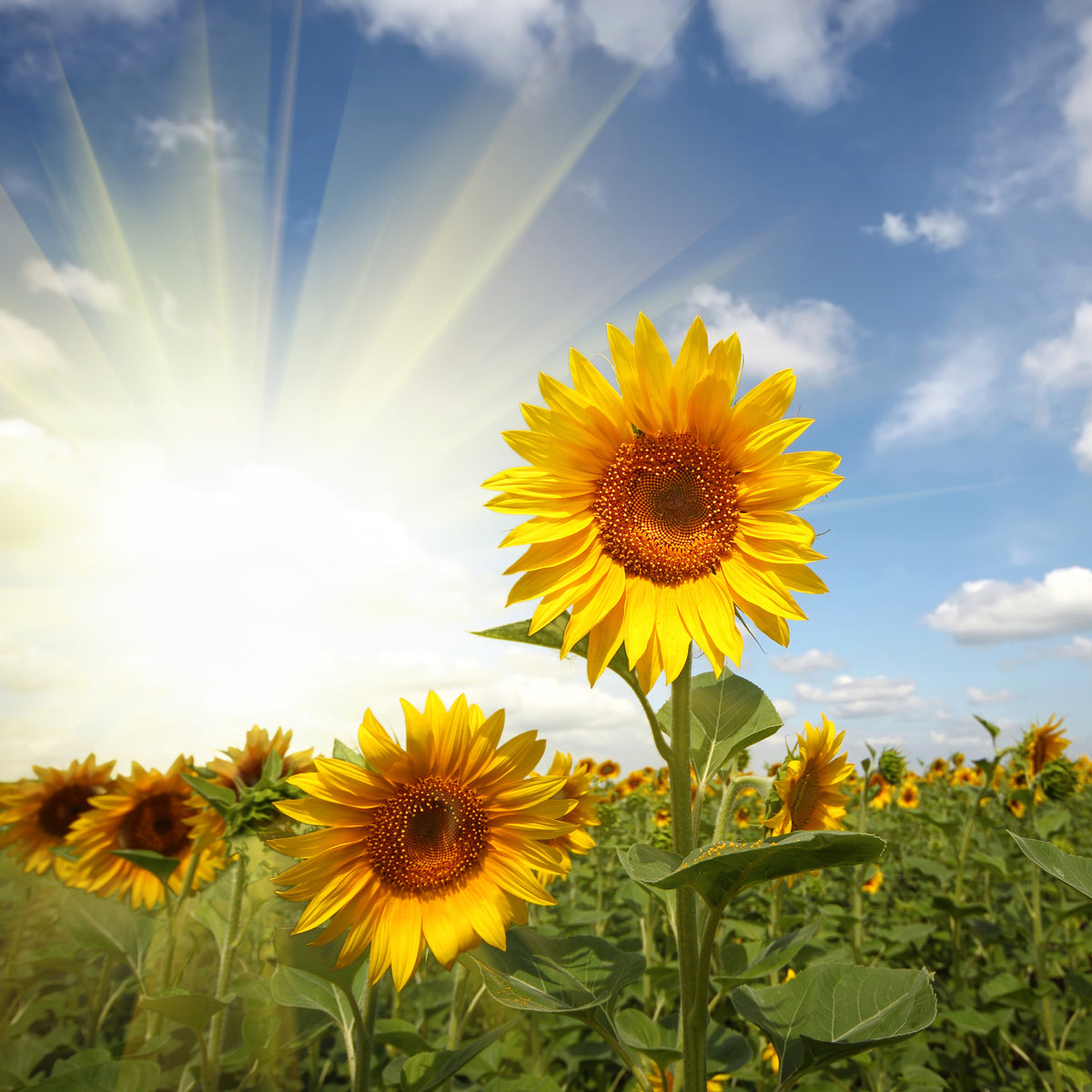 4-piece-canvas-print-sunflower-in-sunlight