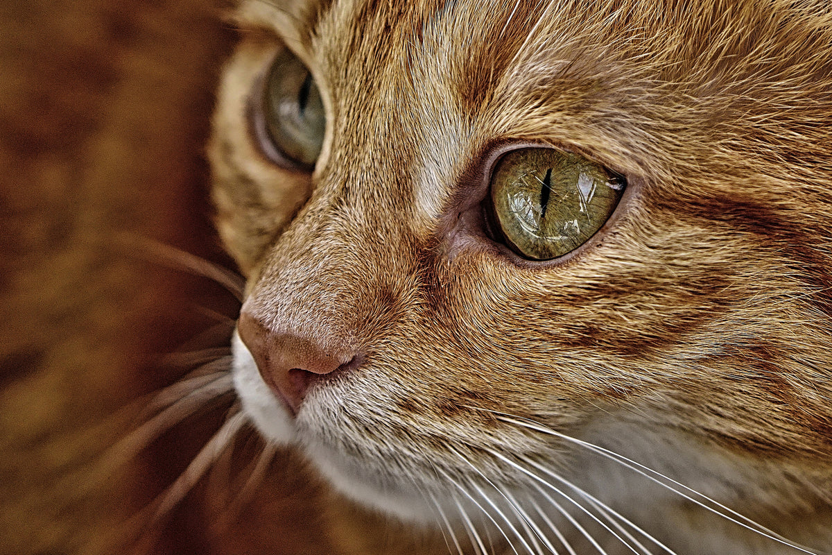 3-piece-aluminium-print-close-up-cat39s-head