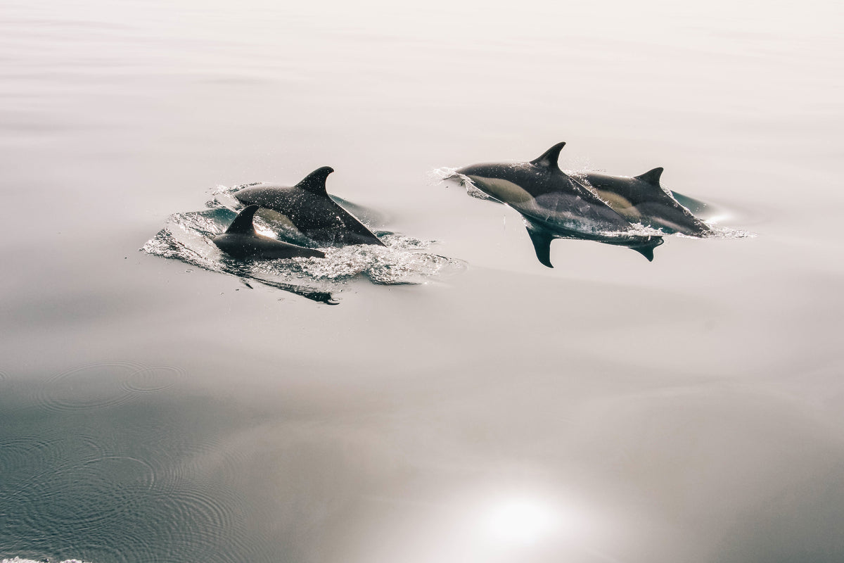 aluminium-print-the-dolphins