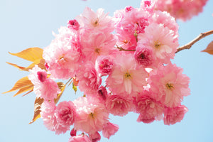 framedposter-print-the-cherry-blossoms