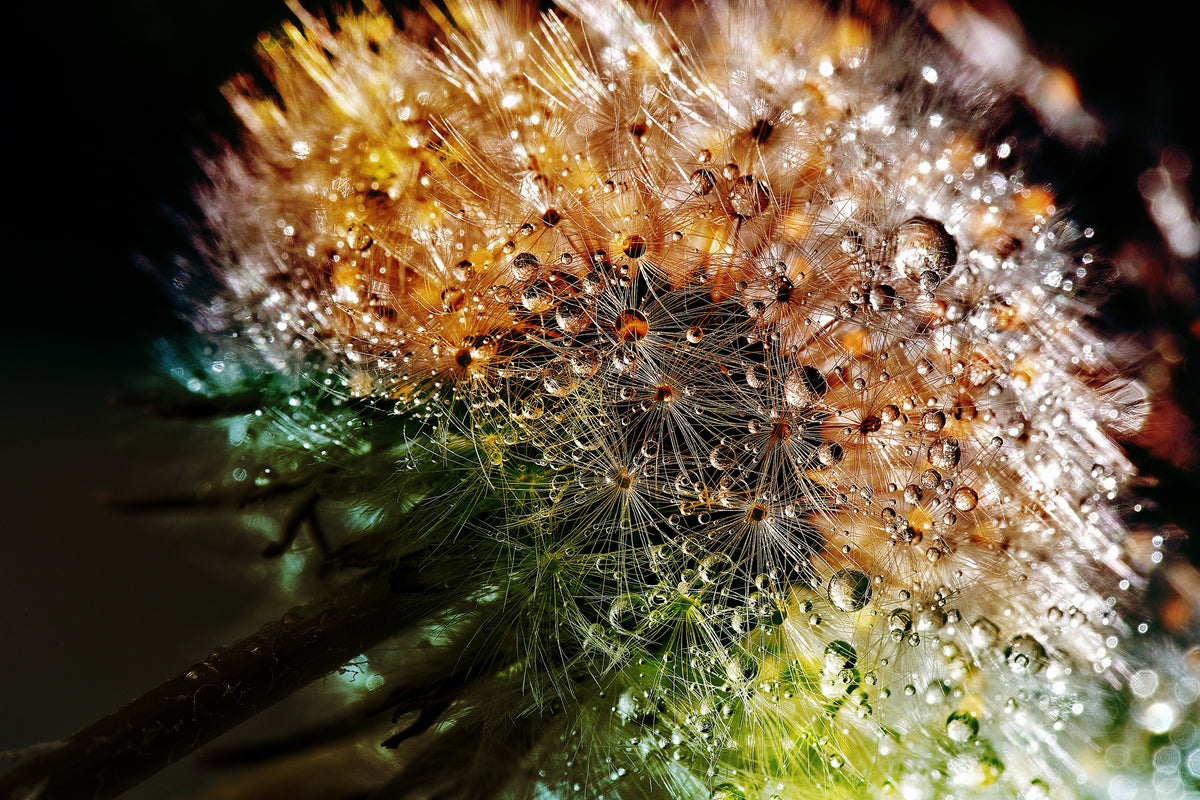 framedcanvas-print-dandelion-in-the-morning-dew