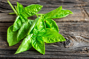aluminium-print-basil-leaves-ii