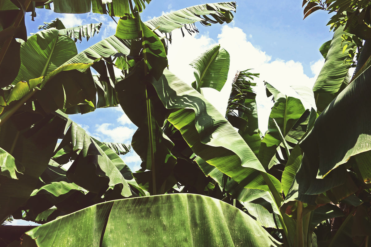modern-3-piece-aluminium-print-in-the-middle-of-the-jungle