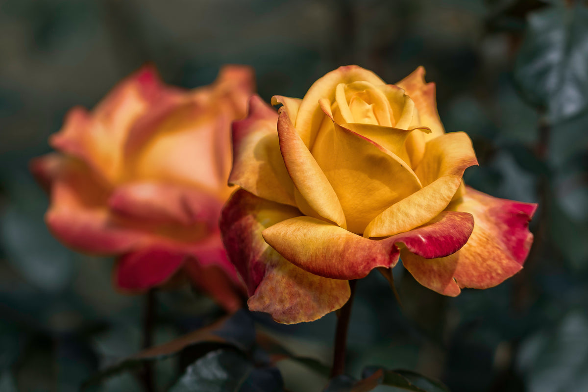 acrylic-print-the-rose-in-the-garden