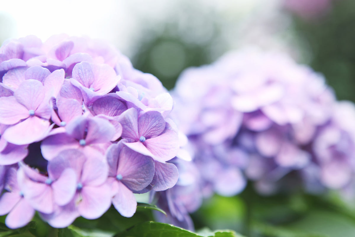 3-piece-canvas-print-hydrangeas