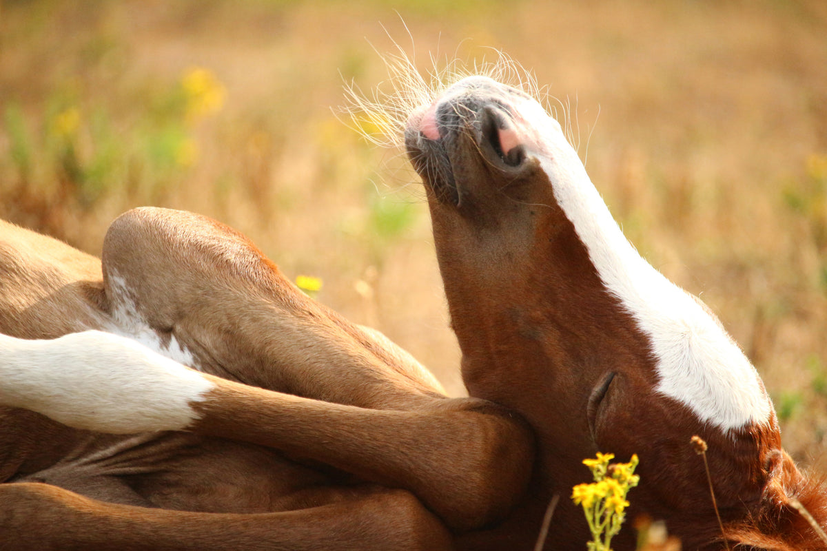 acrylic-print-the-sleeping-horse