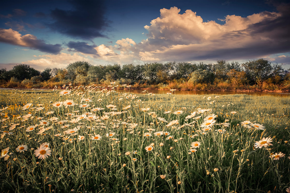 canvas-print-the-ox-on-the-river