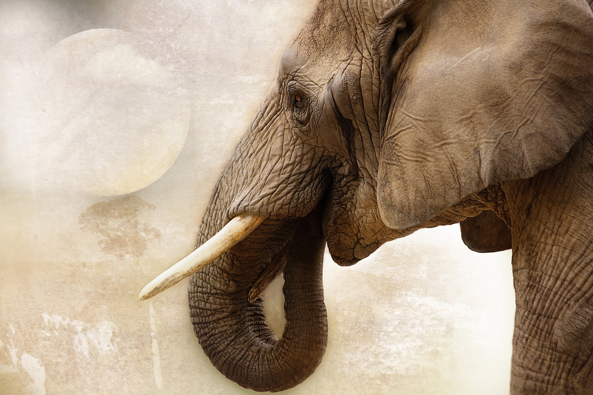 3-piece-acrylic-print-portrait-of-an-elephant