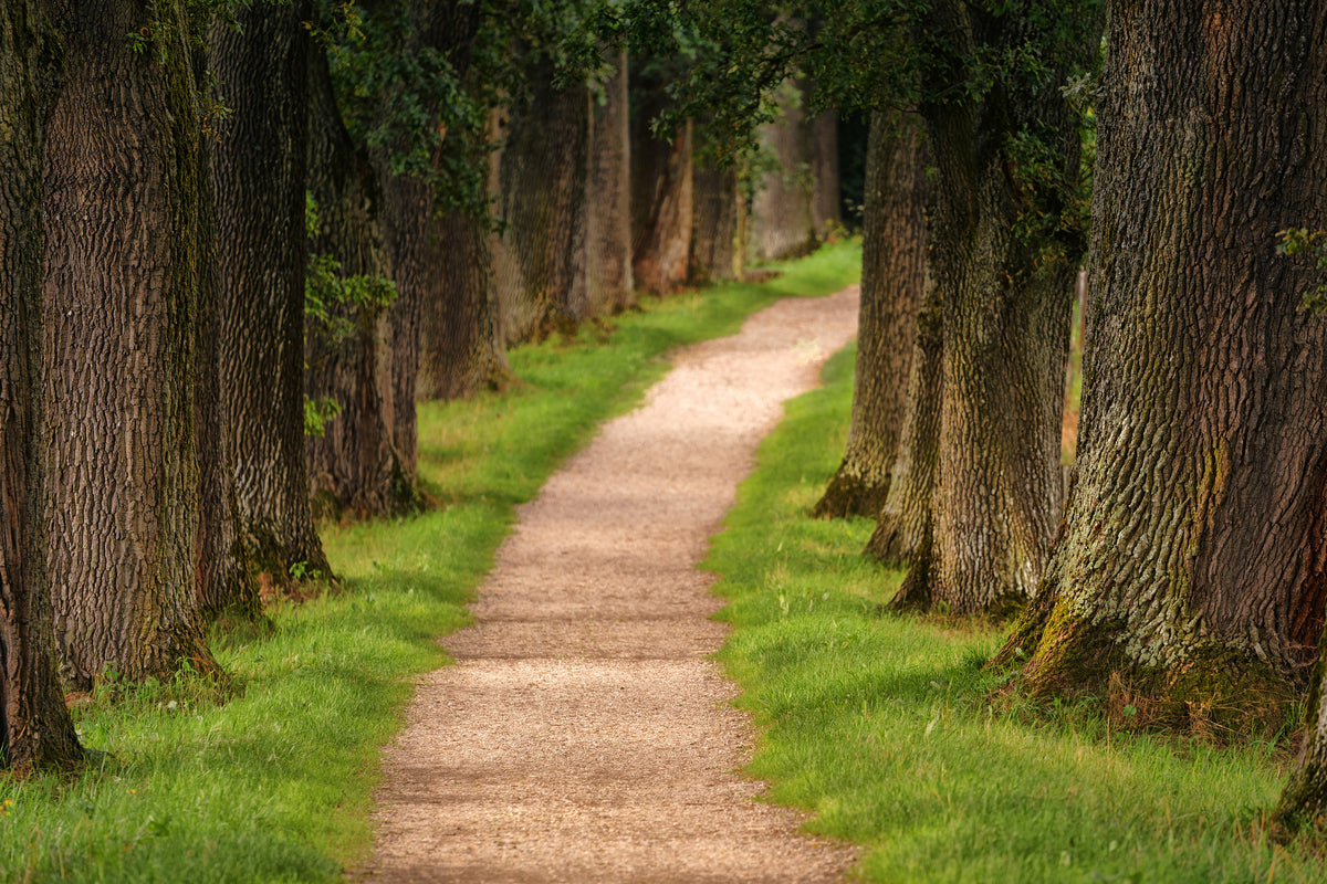 aluminium-print-a-path-in-the-forest