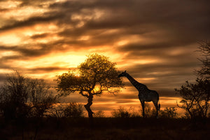 acrylic-print-african-dreams