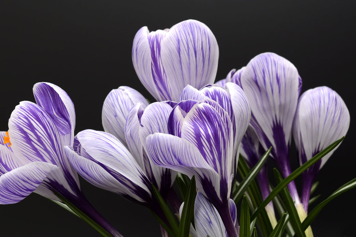 framedcanvas-print-the-crocus