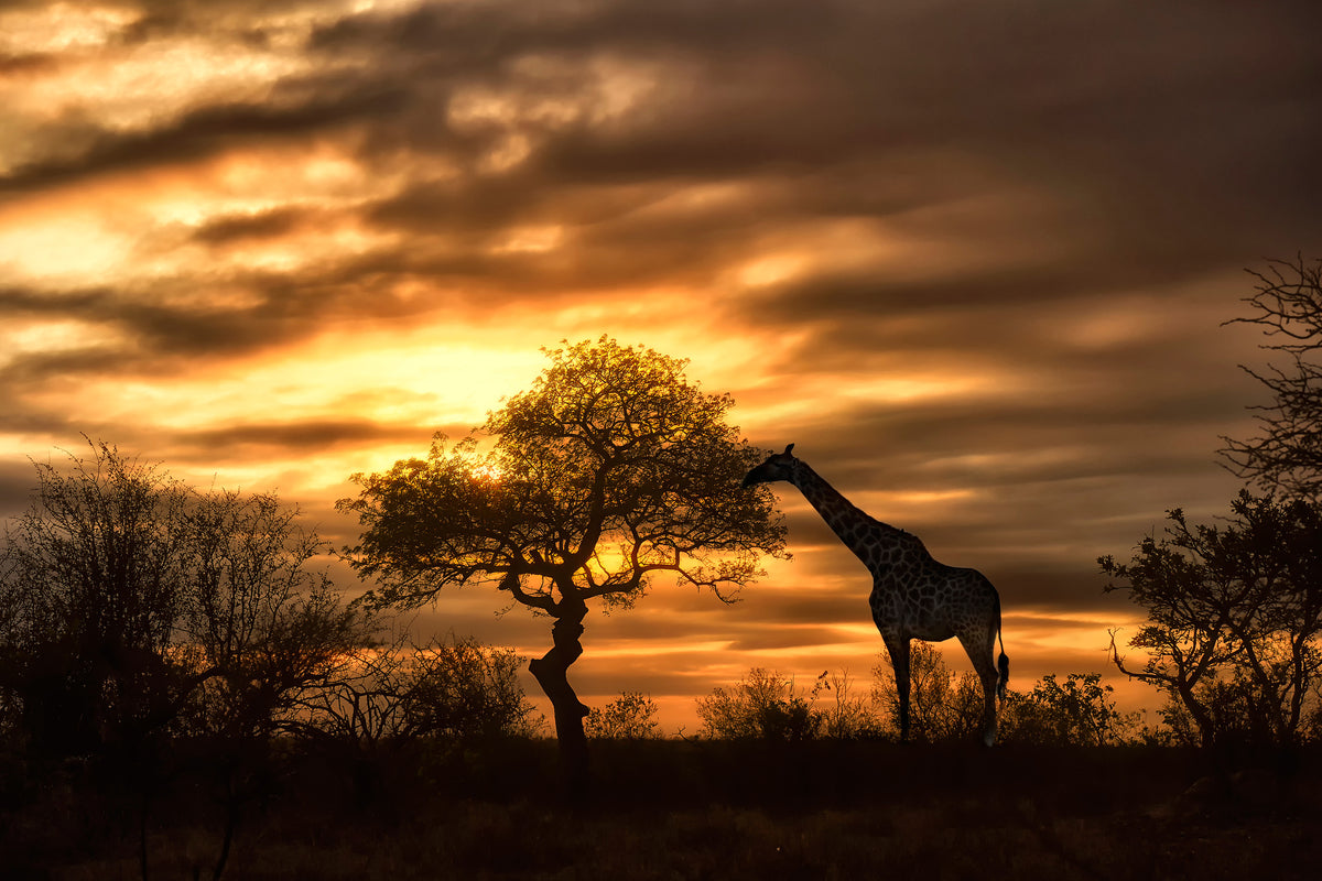 framedcanvas-print-african-dreams