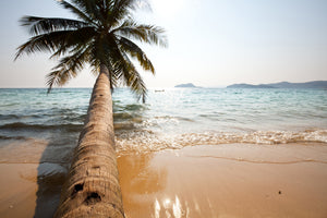 canvas-print-palm