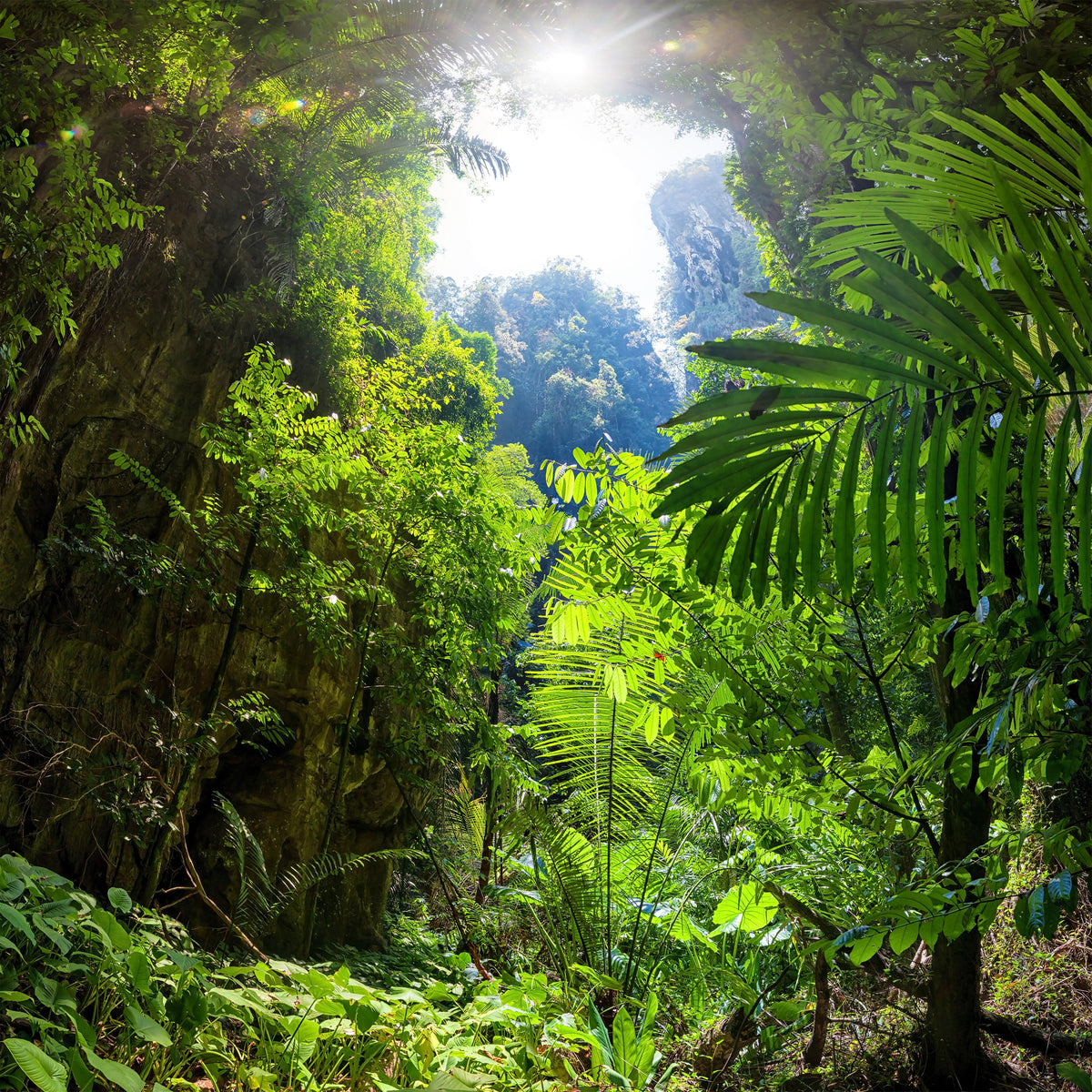 4-piece-acrylic-print-clearing-in-the-jungle