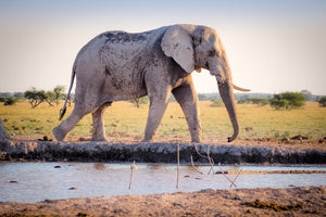 canvas-print-elephant-in-the-nature