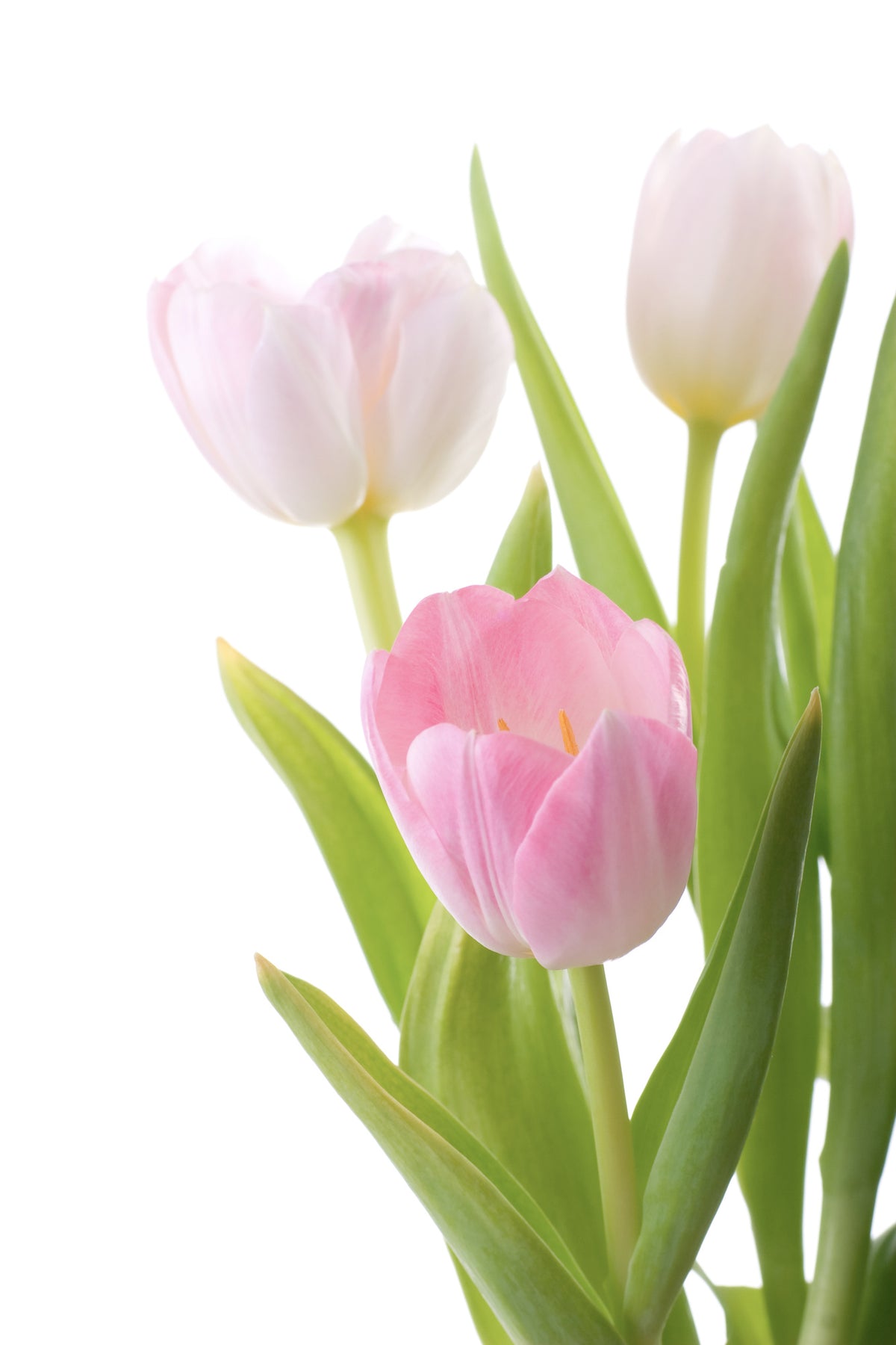 framedposter-print-the-tulips-trio