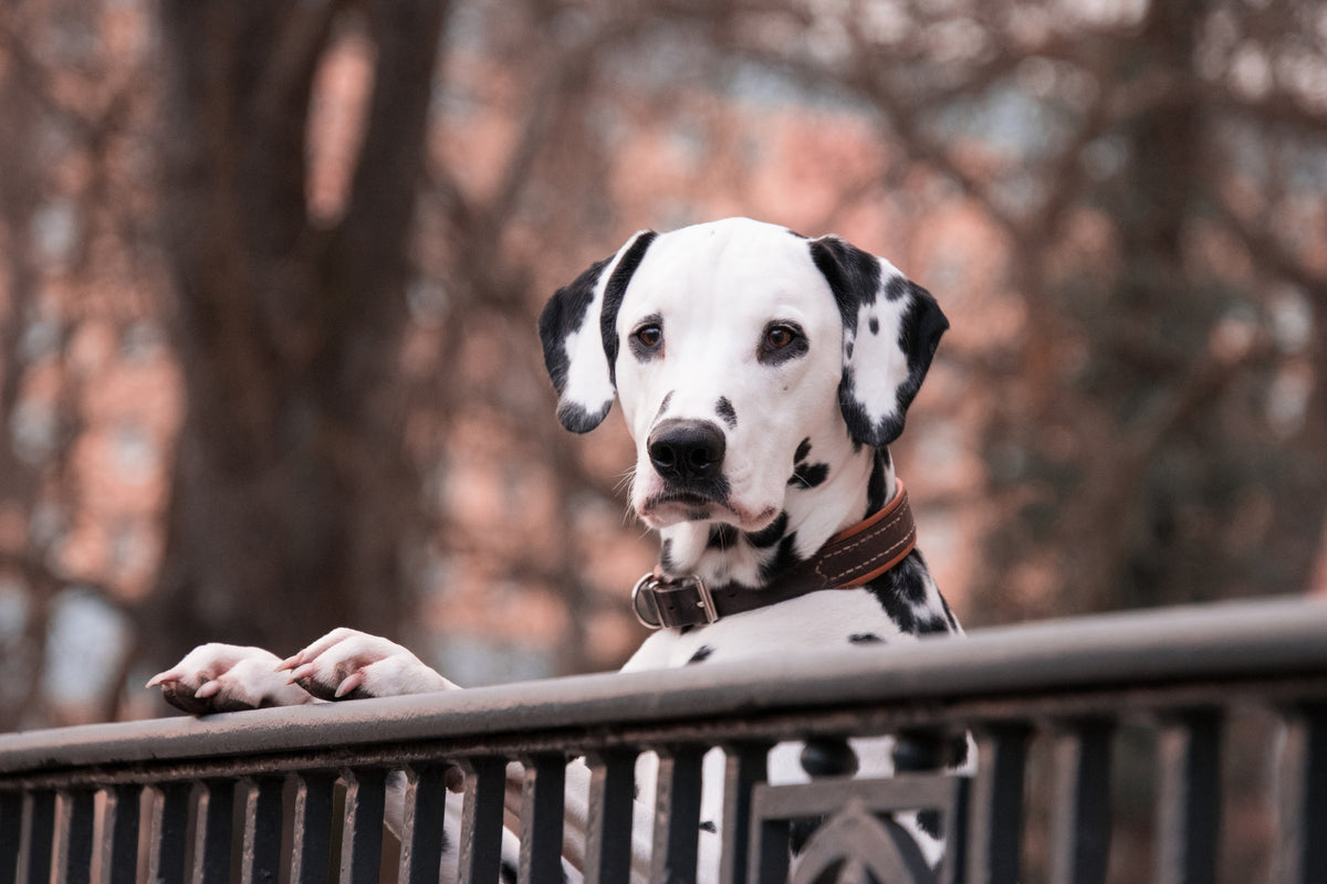 framedposter-print-watchful-dalmatian