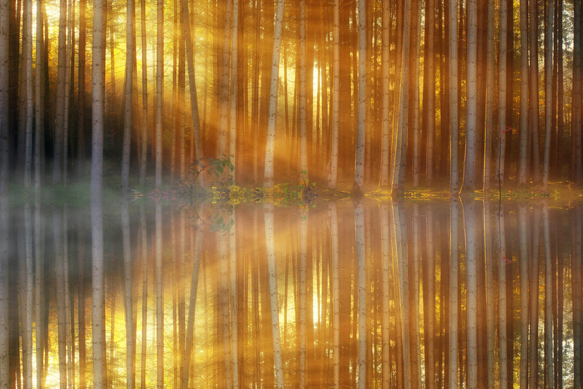 canvas-print-romantic-mood-in-the-forest