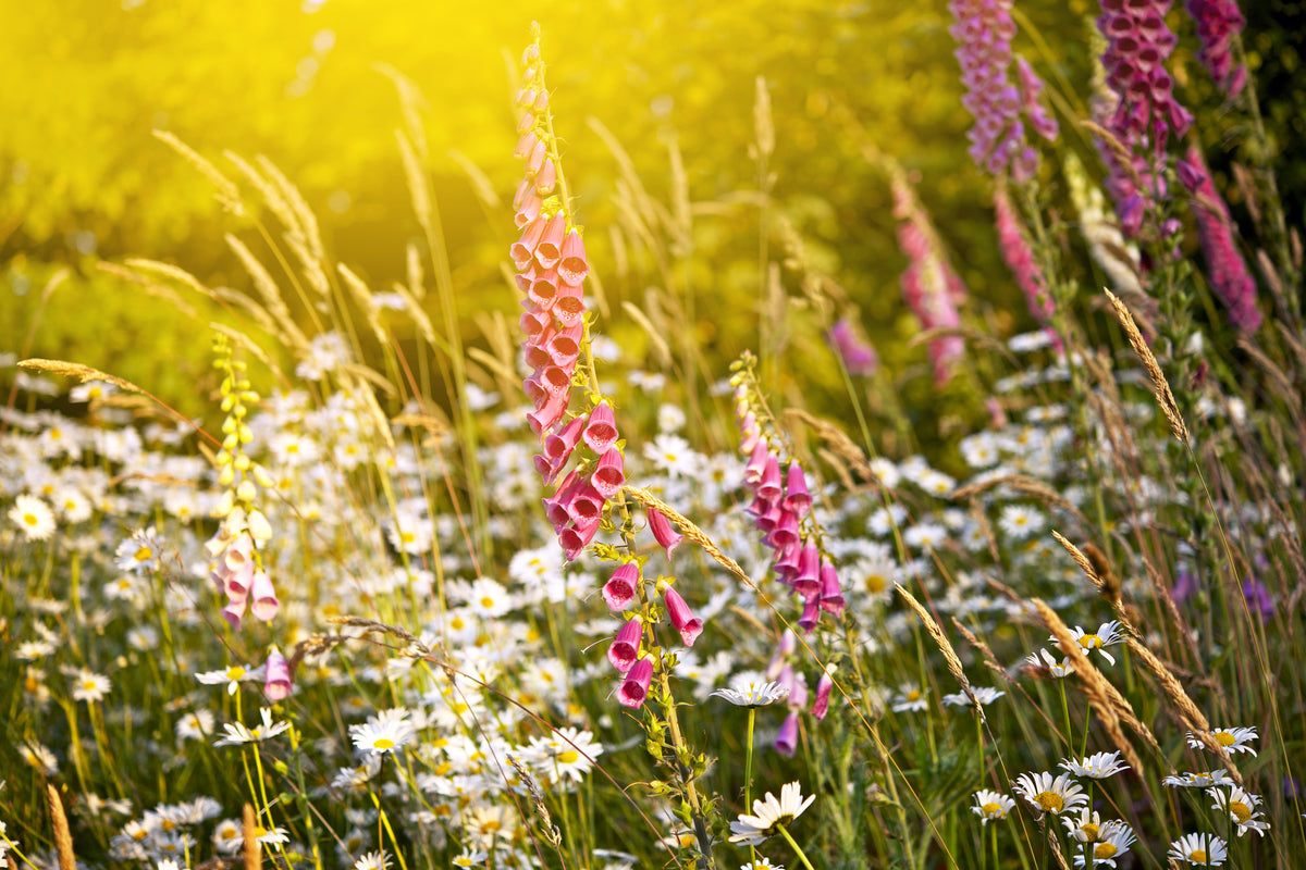framedposter-print-summer-flower-meadow