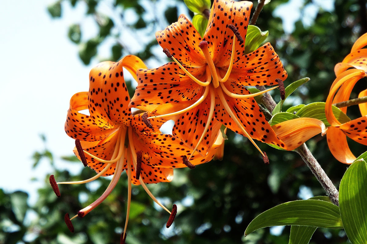 aluminium-print-the-wild-tiger-lilies