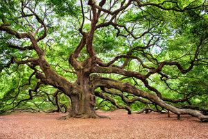 canvas-print-the-oak