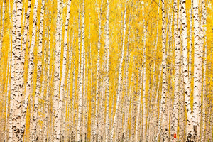 3-piece-aluminium-print-the-birch-forest-in-autumn