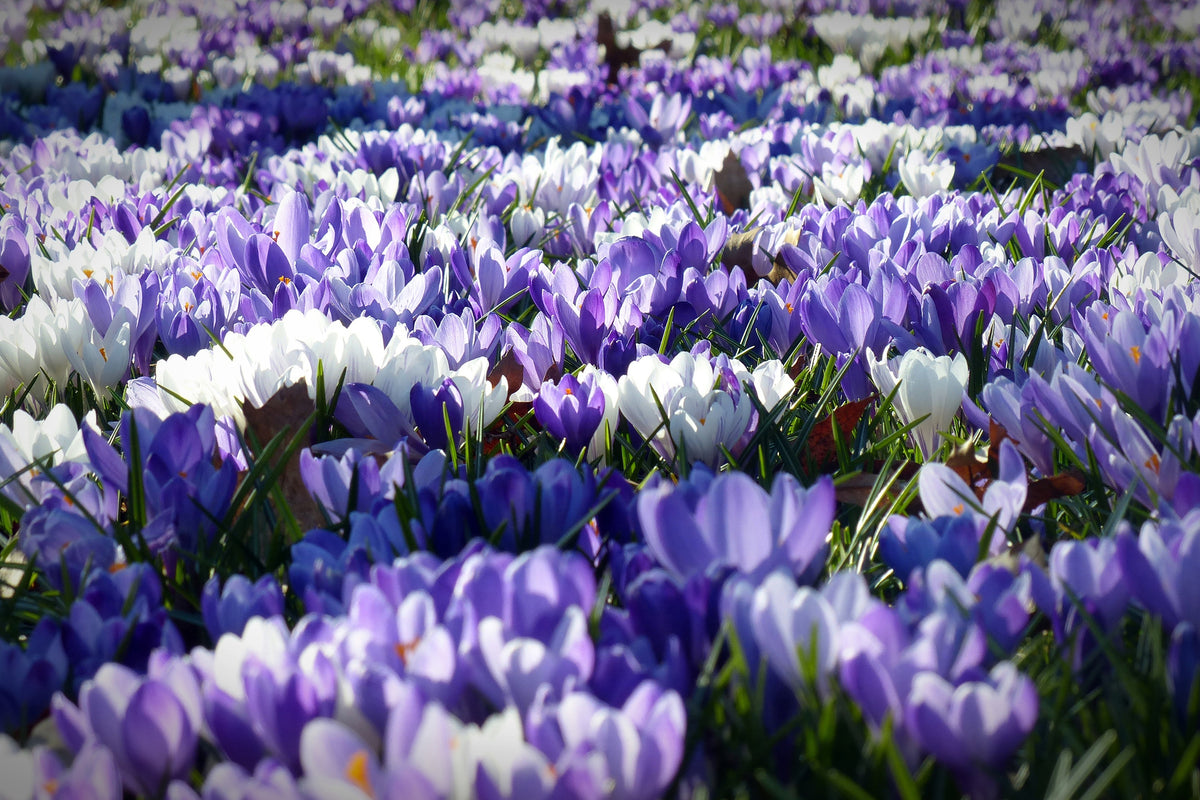 3-piece-acrylic-print-a-field-full-of-crocuses
