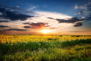 modern-3-piece-canvas-print-a-field-of-sunflowers