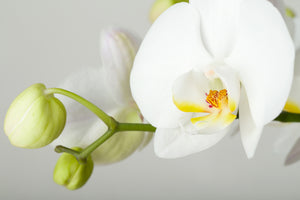 modern-3-piece-aluminium-print-giant-orchid