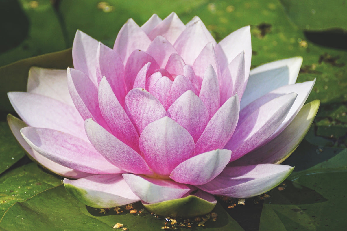 poster-print-water-lily-in-pink