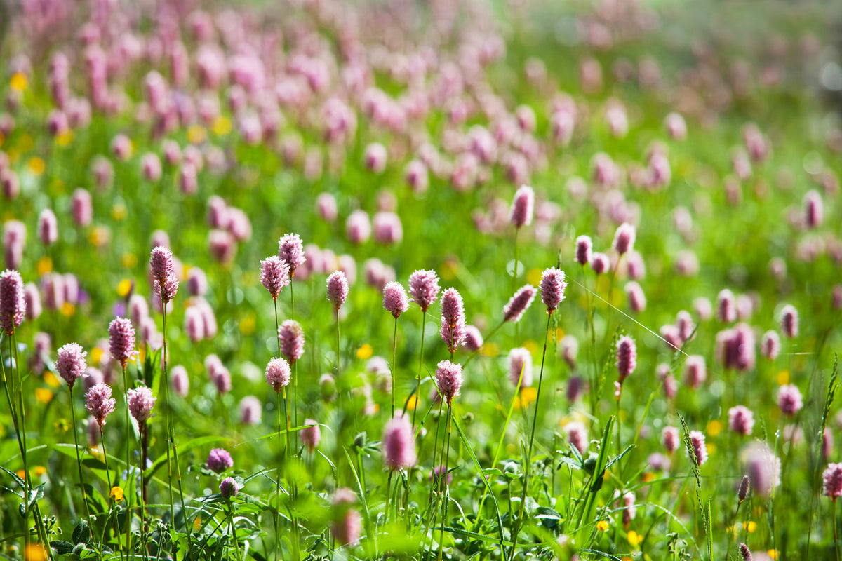aluminium-print-clover