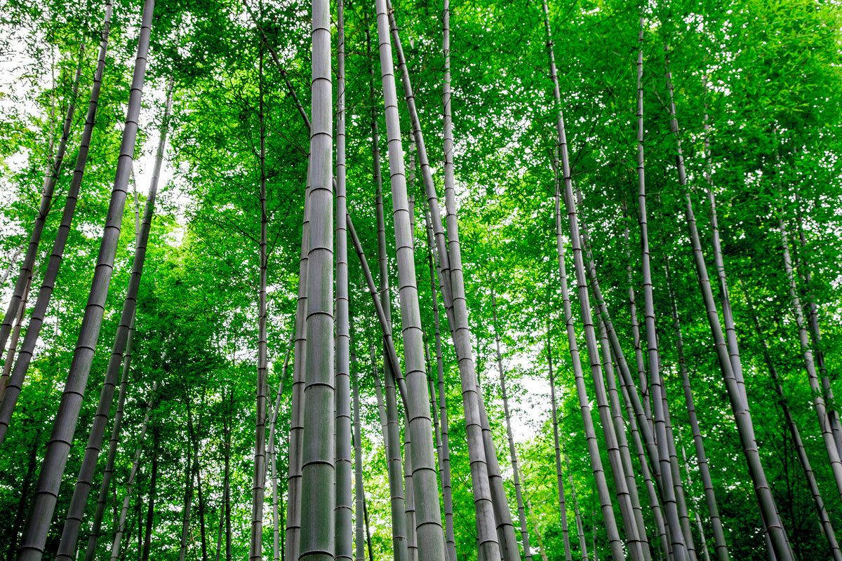 modern-3-piece-aluminium-print-bamboo-forest