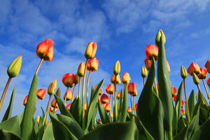 modern-3-piece-canvas-print-tulips-tower-to-the-sky