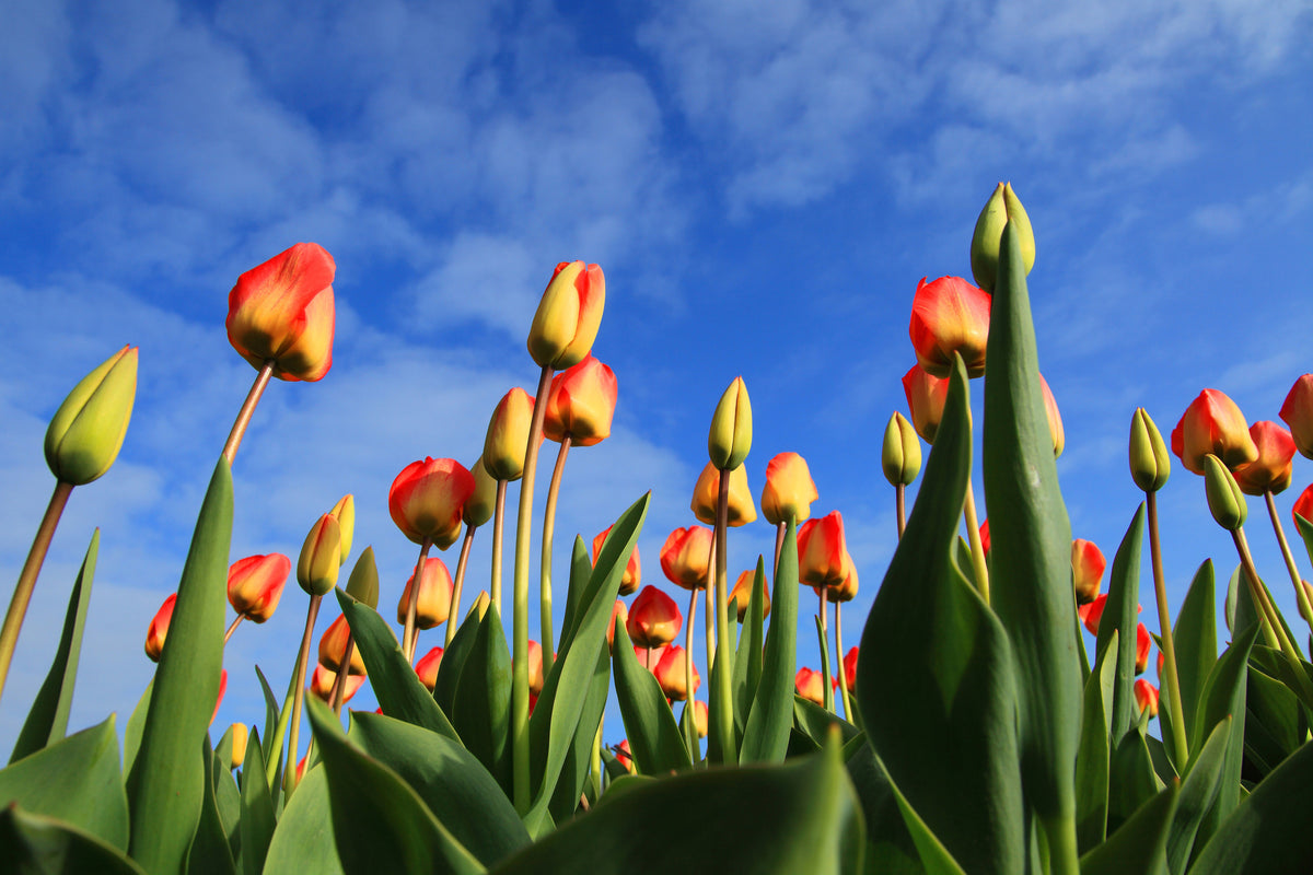 modern-3-piece-canvas-print-tulips-tower-to-the-sky