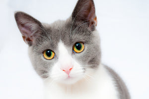 acrylic-print-noble-cat