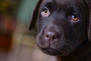 3-piece-canvas-print-cute-labrador-puppy