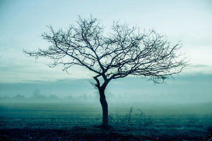 modern-3-piece-acrylic-print-the-magic-tree
