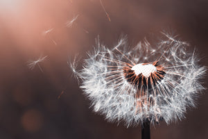 canvas-print-dandelion-in-the-evening-light