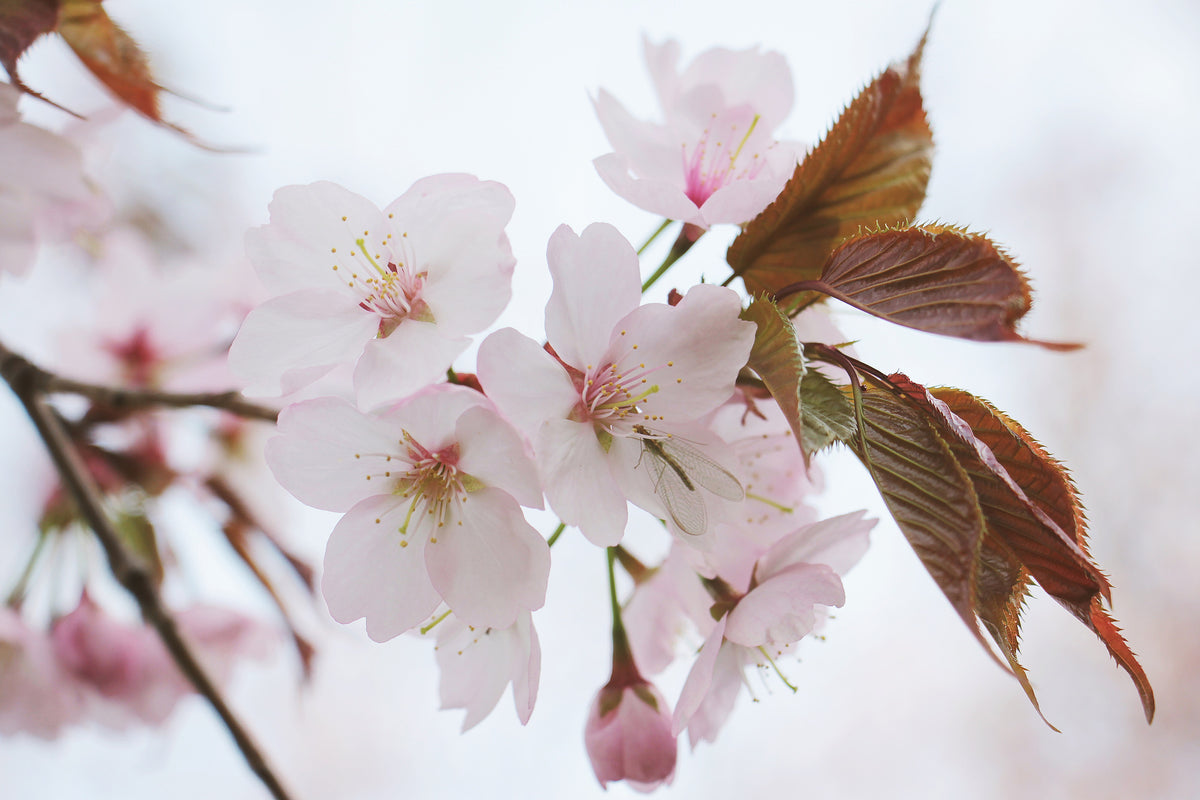 acrylic-print-lovely-japanese-cherry