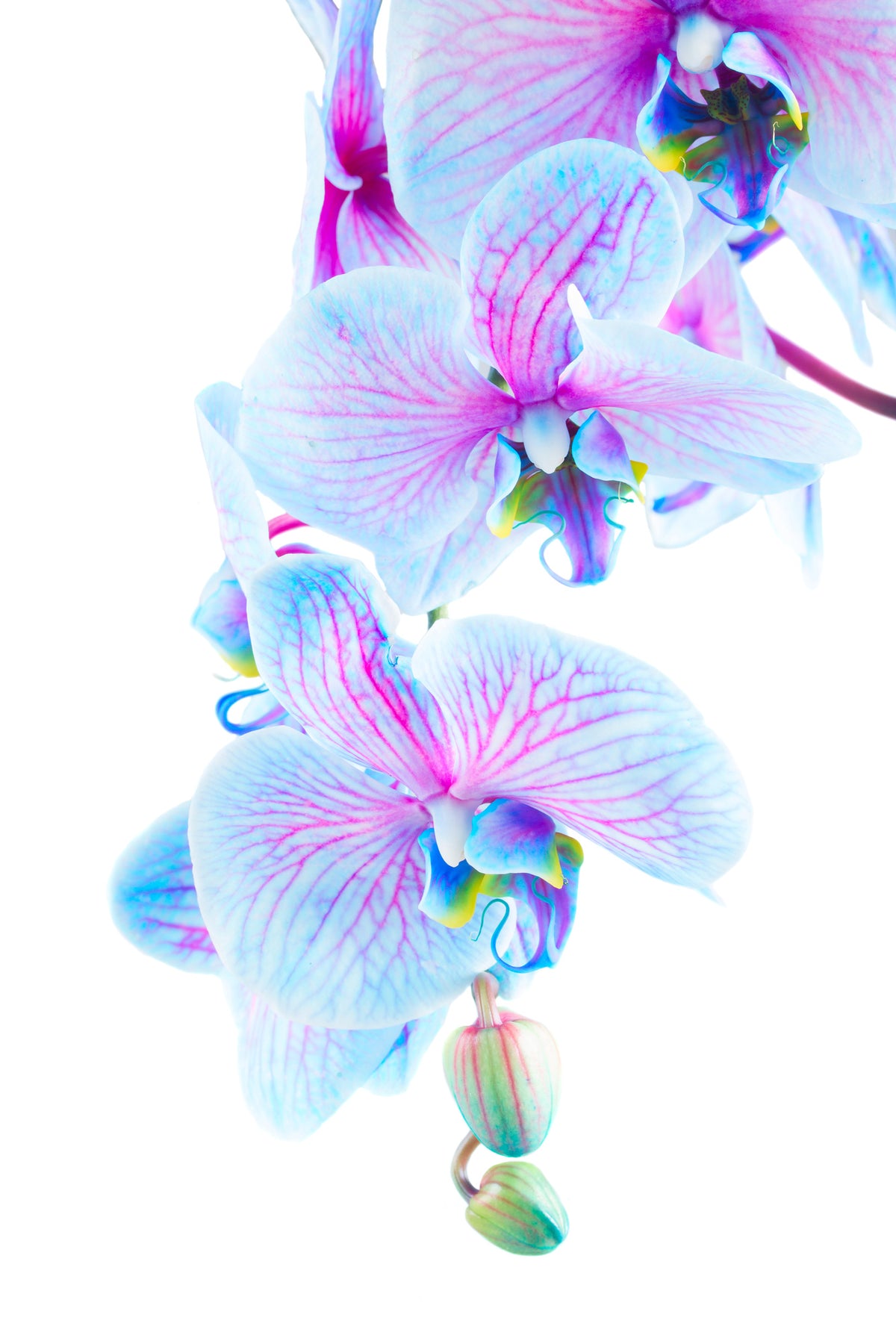 canvas-print-orchid-butterfly