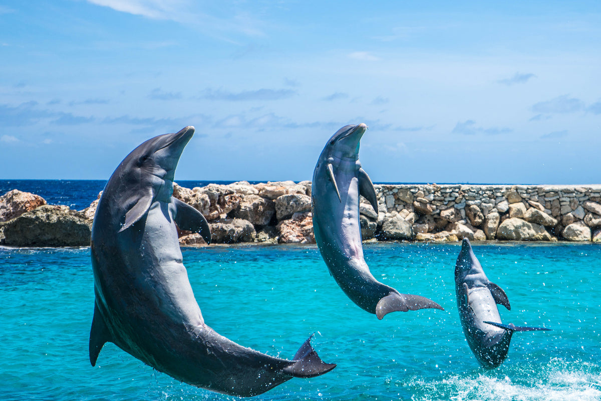 framedcanvas-print-3-dolphins