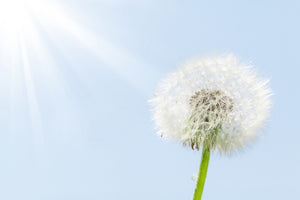 modern-3-piece-canvas-print-dandelion-in-sunbeam