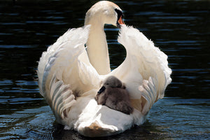 3-piece-acrylic-print-mom-and-baby-swan